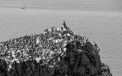 Rookery on Rock*Merit*