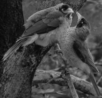 .Feeding Time*Merit*