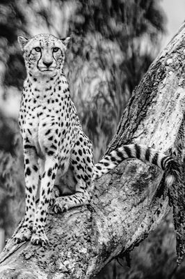 Cheetah Portrait*Credit*