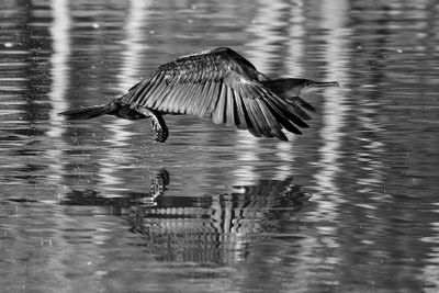 Cormorant Take Off*Merit*