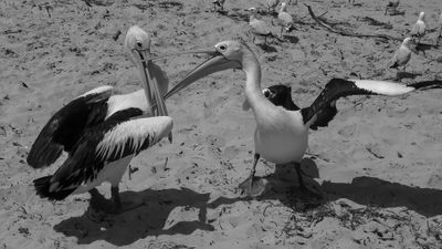 g13/05/584305/3/174042137.52ca0f67.JPEG