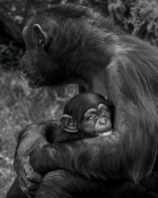 Mother and Baby Chimp<br><h4>*Credit*</h4>