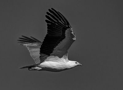 Sea Eagle at Gerroa*Merit*