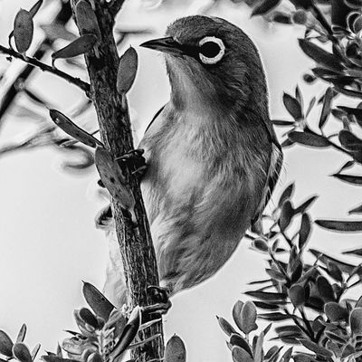 Silvereye*Credit*
