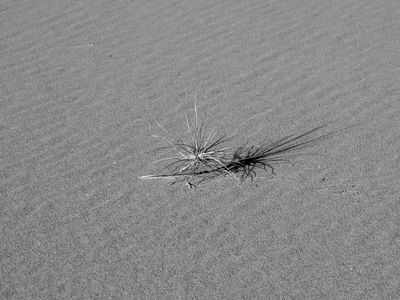 Tumbleweed