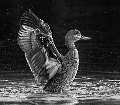 What's Up Duck*Merit*