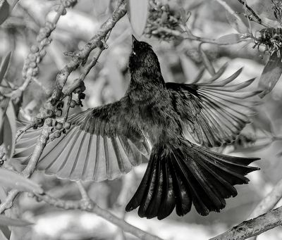 Willy Wagtail Flys Away