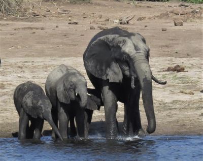 .Thirsty Elephants