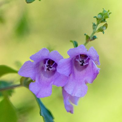 Australian Mint Bush Flower