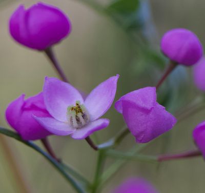 Gentianella Amarella