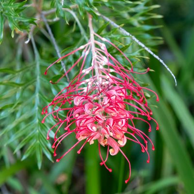 Grevillia Superb