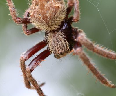 Incy Wincy
