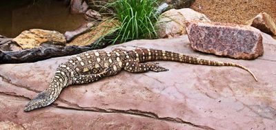 Lizard on Rock*Merit*
