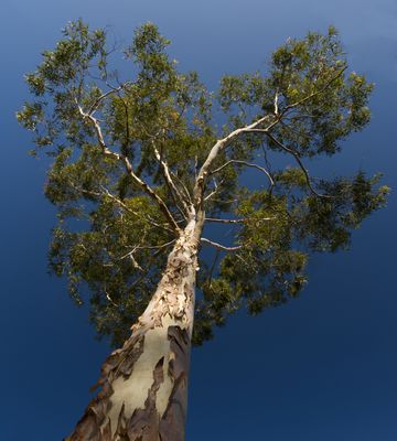 Love Hart Gum Tree