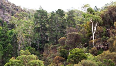 Natures Forest of Trees
