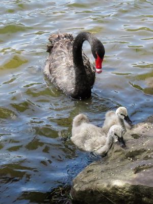 Watchful Mother*Credit*