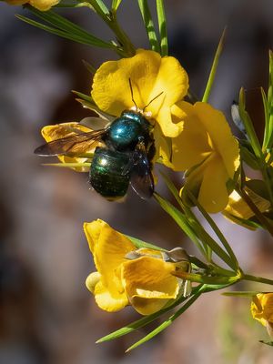 Carpenter Bee