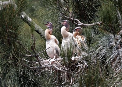 Darter Chics