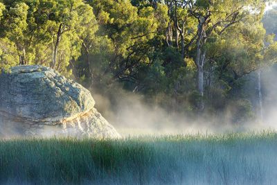 Early Morning at Dunns Swamp