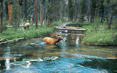 Elk Crossing