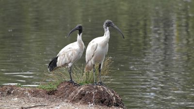 Ibises*Credit*