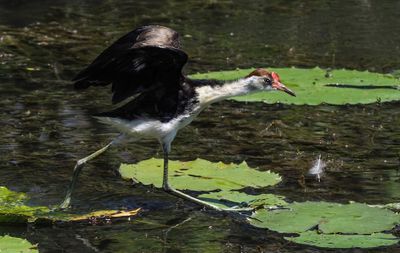 Jacana at Fogg Dam*Credit*