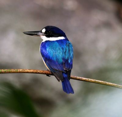 Kingfisher*Credit*