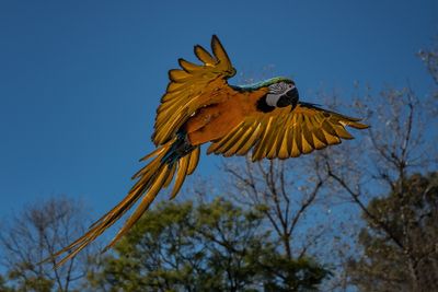 Macaw*Merit*