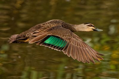 Pacific Black Duck Flyby*Merit*