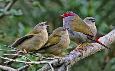 Redbrow Finch Family*Credit*