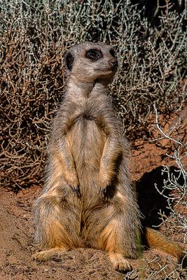 Stand Up Meerkat