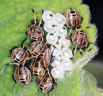 Stink Bugs Just Hatched*Credit*