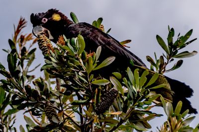 Yellow Tailed Black Cockatoo*Credit*