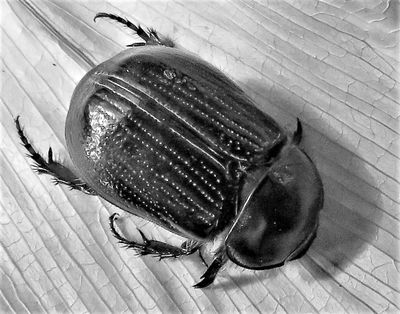 Beetle*Credit*