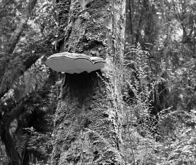 Lone Fungi*Merit*