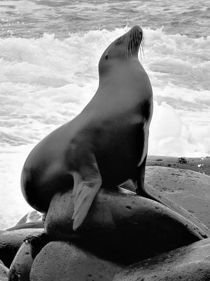 Sunbaking Seal