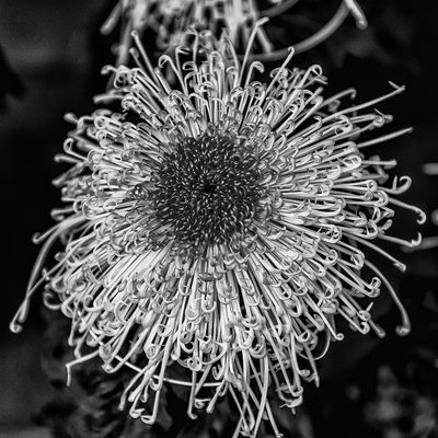 Chrysanthenum