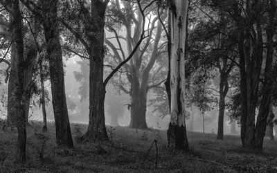 Foggy Morning 5