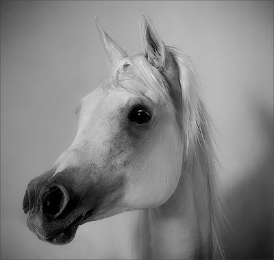 Qatar Police Horse*Merit*