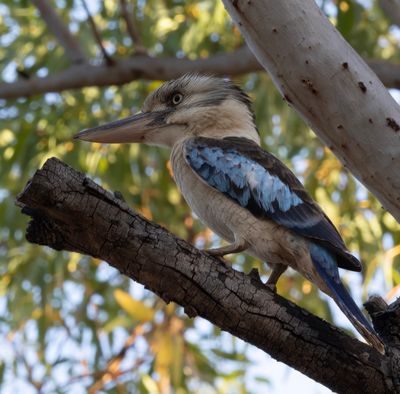 Blue Wingled Kookaburra*Credit*