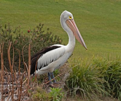 Another Pelican