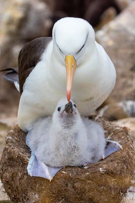 Beak to Beak*Credit*