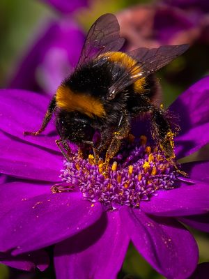 Bumblebee Feeding