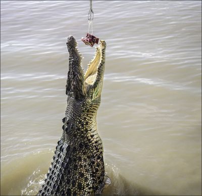 Jumping Croc
