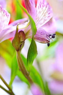 Nature's Magic