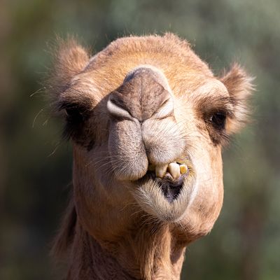 Nice Teeth