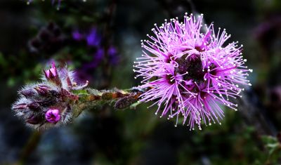 Spikey Paw*Credit*