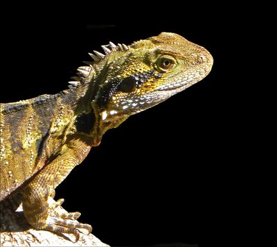 Water Dragon 1