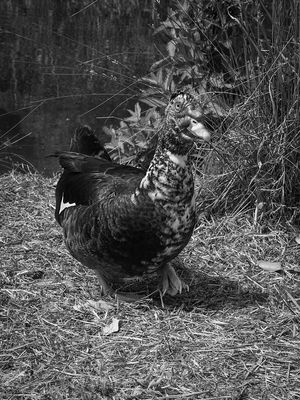 Februaru 2024 'A' Grade Monochrome