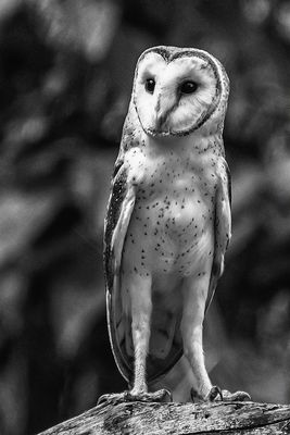 Barn Owl*Merit*